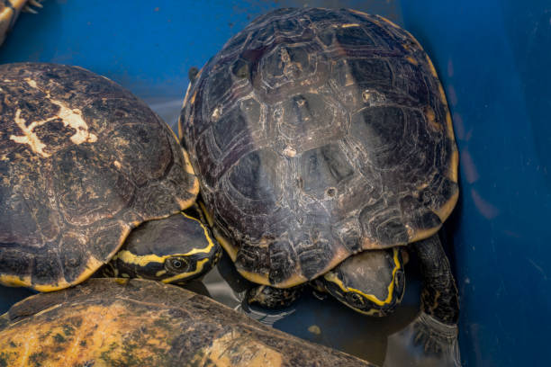 istock water turtle in basket for make merit and sale 925185712