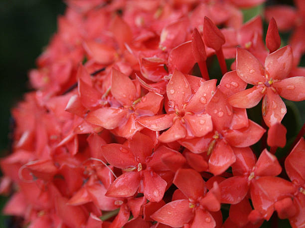 istock Malta Flowers Cross 92518825