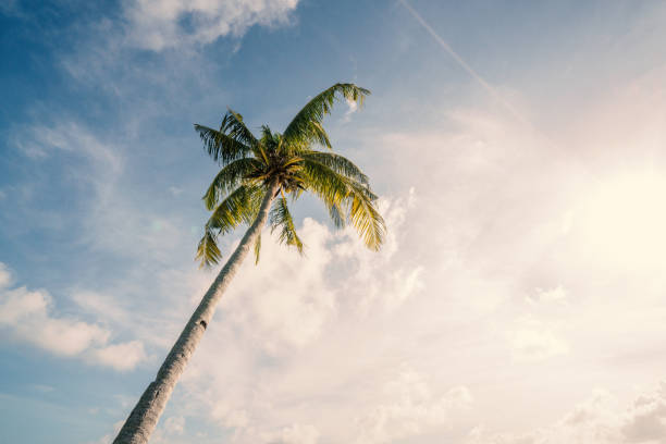 istock Palm tree against sky at sunset, Philippines 925188728