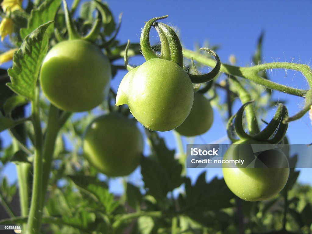 La maturazione tomatos sul vine - Foto stock royalty-free di Aiuola