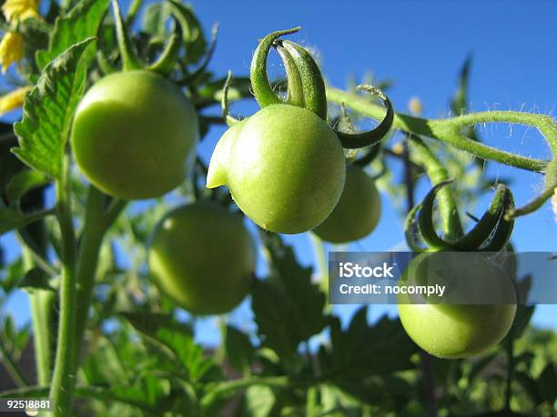 La Maturazione Tomatos Sul Vine - Fotografie stock e altre immagini di Aiuola - Aiuola, Ambientazione esterna, Cibo