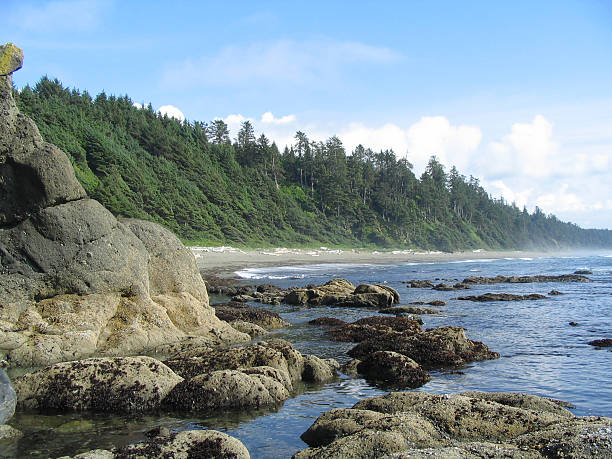 Praia de Shi Shi - foto de acervo