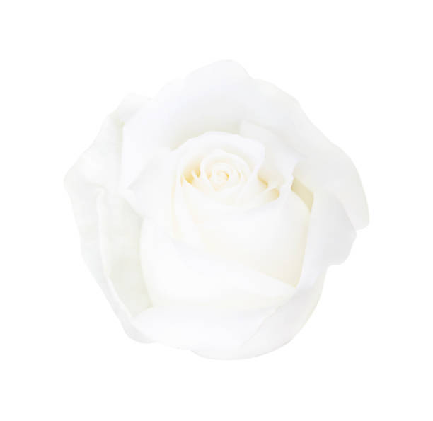 istock White rose isolated on white background, soft focus and clipping path 925188966