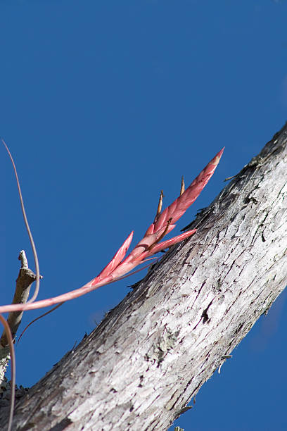 Air Plant in Cypress Tree Crop stock photo