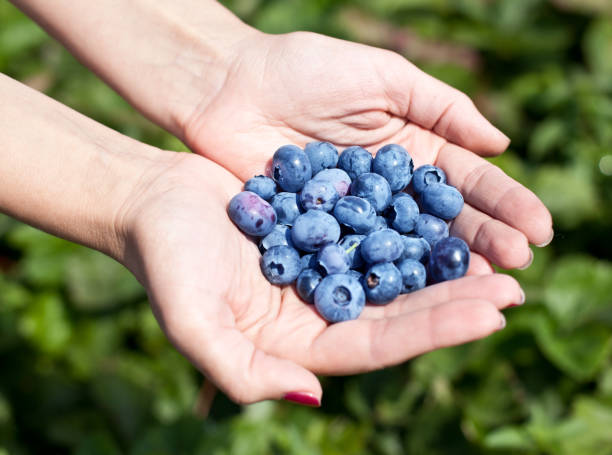 istock Blueberries in the woman's hands. 925193186
