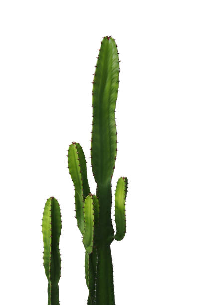 planta ornamental espinosa con verdes tallos suculentos de cactus aislados sobre fondo blanco, clipping camino incluido. - ornamental garden plant tropical climate desert fotografías e imágenes de stock