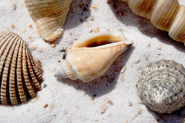 Little Conch stock photo