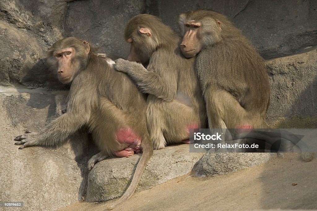 Gruppe von baboons sitzen in einer Reihe an rock - Lizenzfrei Kratzen Stock-Foto