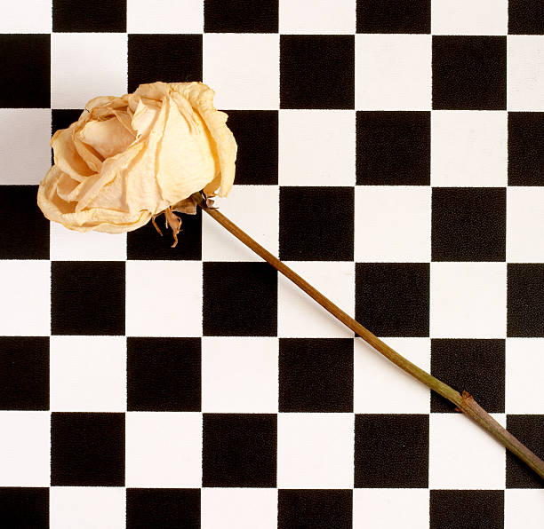 rose i chessboard 1 - squarest zdjęcia i obrazy z banku zdjęć