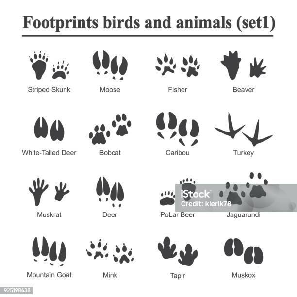 Empreinte Danimaux Et Doiseaux De La Faune Animaux Patte Imprime Set Vector Empreintes De Divers Animaux Illustration Dempreintes De Silhouette Noire Vecteurs libres de droits et plus d'images vectorielles de Chemin de terre