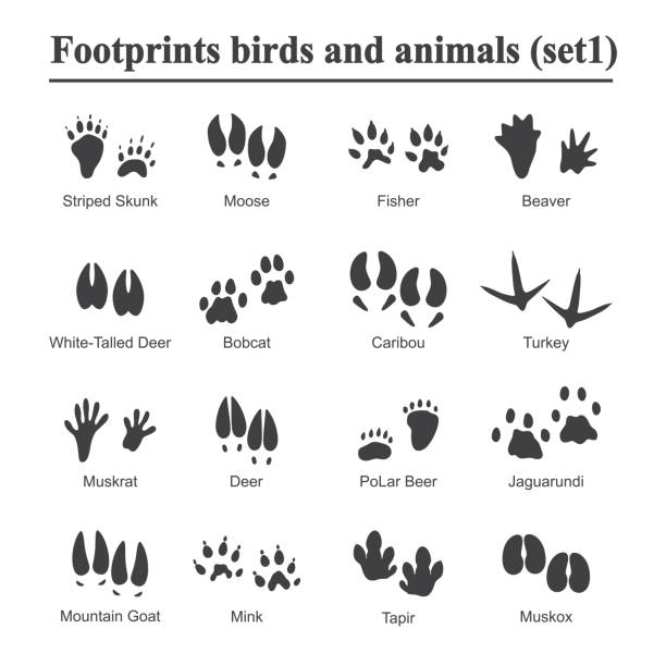 Wildlife animals and birds footprint, animal paw prints vector set. Footprints of variety of animals, illustration of black silhouette footprints Wildlife animals and birds footprint, animal paw prints vector set. Footprints of variety of animals, illustration of black silhouette footprints. sandpiper stock illustrations