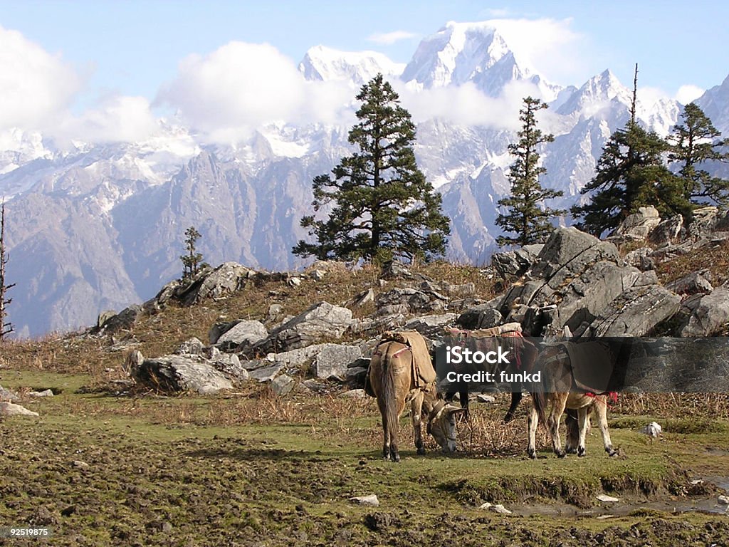 Mules by the Mountain  Himalayas Stock Photo