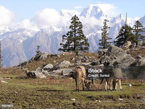 Mules By The Mountain Stock Photo - Download Image Now - Himalayas, Mule, Asia