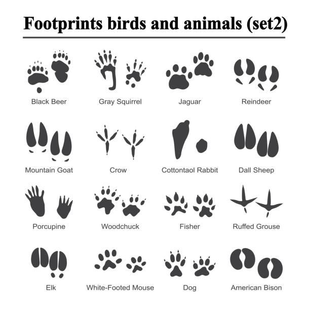 vahşi hayvanlar ve kuşlar ayak izi, vektör set hayvan pençe izleri. çeşitli hayvanlar, illüstrasyon siluet siyah ayak izi, ayak izi - groundhog stock illustrations