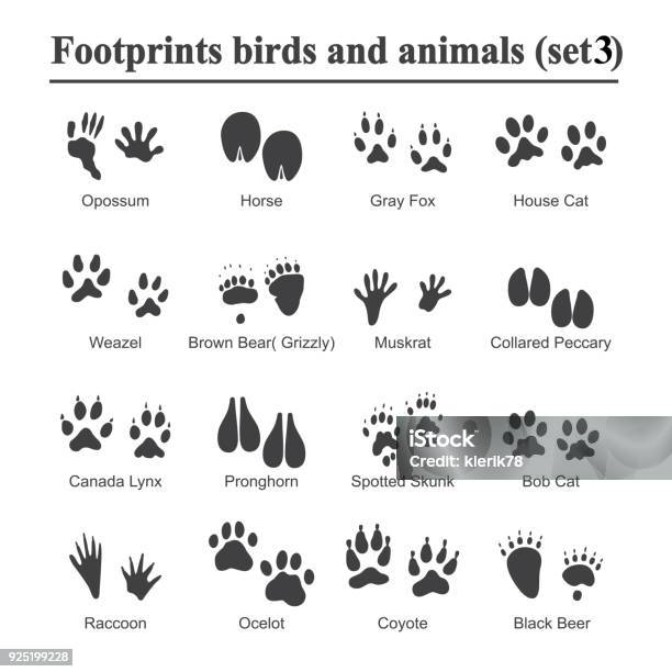 Wildlife Animals And Birds Footprint Animal Paw Prints Vector Set Footprints Of Variety Of Animals Illustration Of Black Silhouette Footprints Stock Illustration - Download Image Now