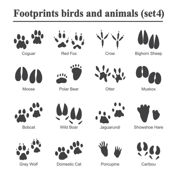 Wildlife animals and birds footprint, animal paw prints vector set. Footprints of variety of animals, illustration of black silhouette footprints Wildlife animals and birds footprint, animal paw prints vector set. Footprints of variety of animals, illustration of black silhouette footprints. sandpiper stock illustrations