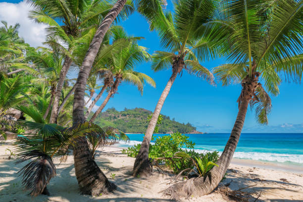 istock Palm trees on tropical island. 925199754