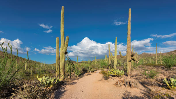 istock Sonoran Desert near Phoenix. 925199836
