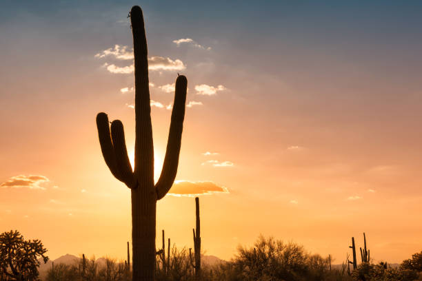 istock Silhouette a Giant Saguaro at sunset 925199922