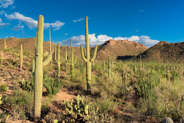 istock Saguaros at Sunset in Saguaro National Park 925199934