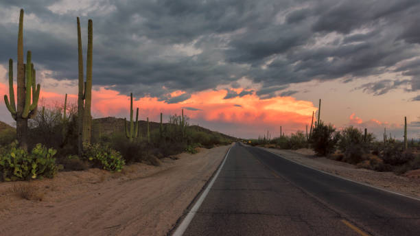 Scenic highway with Saguaros at sunset, Tucson, Arizona. The Magical Landscape in Saguaro National Park, Panoramic Road at sunset, Tucson, Arizona. sonoran desert stock pictures, royalty-free photos & images