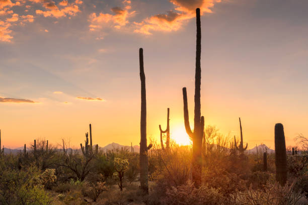 istock Sunset view of the Saguaro cacti 925200114