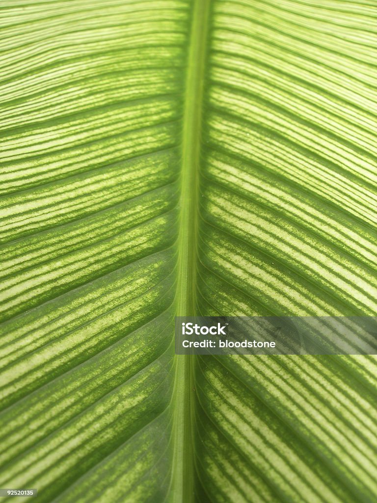 Canna feuille - Photo de Arbre libre de droits