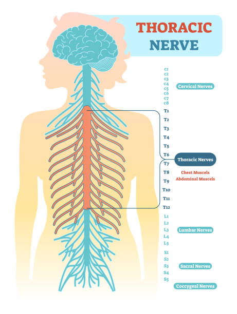 illustrations, cliparts, dessins animés et icônes de diagramme anatomique de nerf thoracique, illustration vectorielle régime médical. - spinal nerve