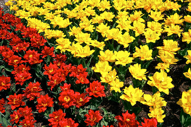 Colorful field of tulips features a stunning display of red and yellow flowers swaying gently in the spring breeze, creating a cheerful atmosphere in the garden.