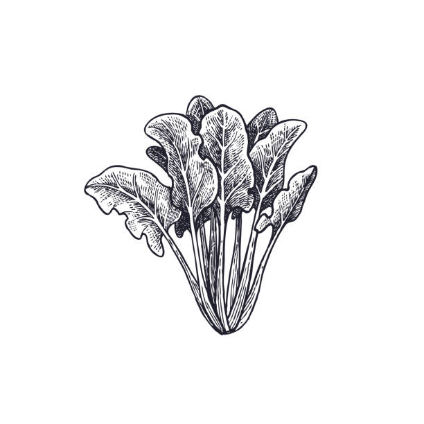 ilustrações de stock, clip art, desenhos animados e ícones de spinach isolated on white baskground. - espinafres