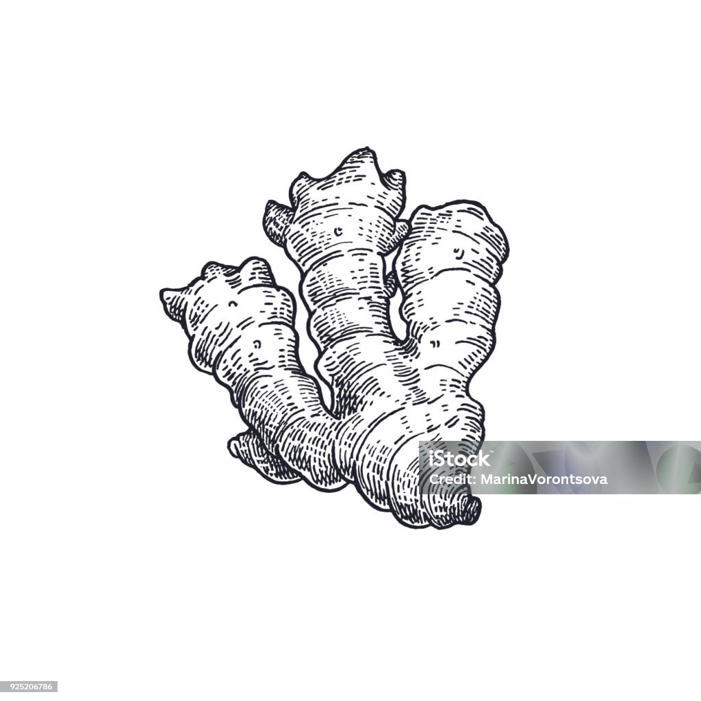 Ginger isolated on white background. Ginger. Vegetables isolated for kitchen design. Vector illustration of food. Hand drawing style vintage engraving. Black and white. Ginger - Spice stock vector