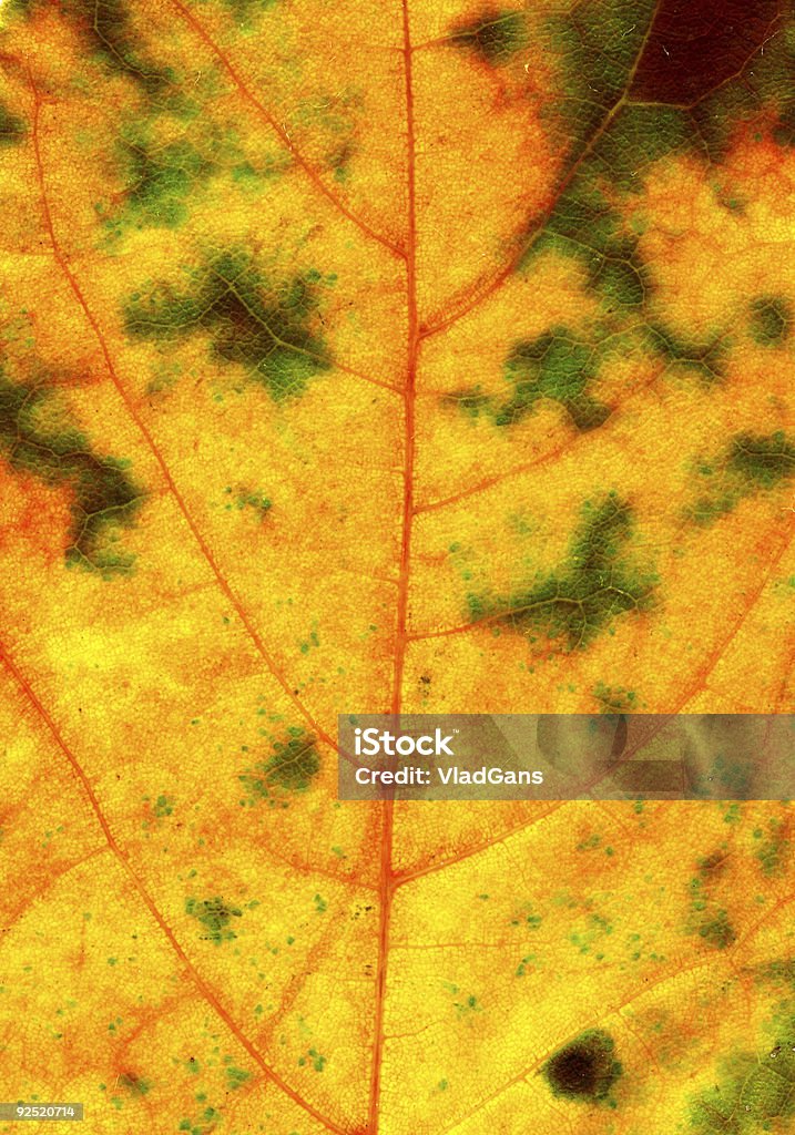 Autumnal hoja texturas - Foto de stock de Abstracto libre de derechos