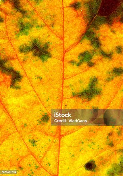 Liść Autumnal Tekstury - zdjęcia stockowe i więcej obrazów Abstrakcja - Abstrakcja, Bez ludzi, Botanika