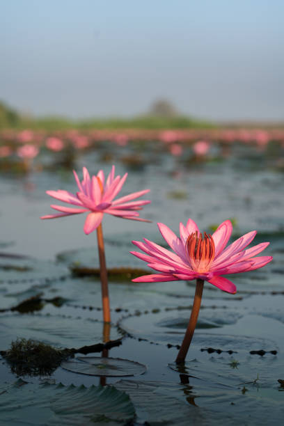 Double happiness Twin lotus at Red Lotus Sea Lake, Udon Thani, Thailand udon thani stock pictures, royalty-free photos & images