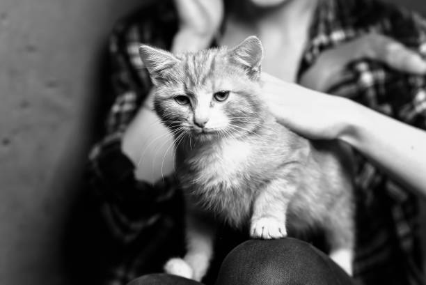 istock A stray cat in the stairwell 925207830