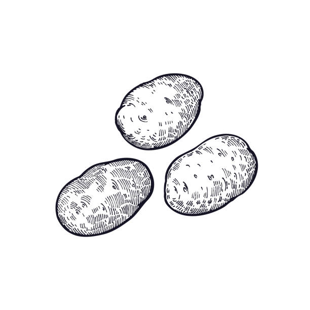 illustrations, cliparts, dessins animés et icônes de dessin de légumes pommes de terre à la main. - pomme de terre illustrations