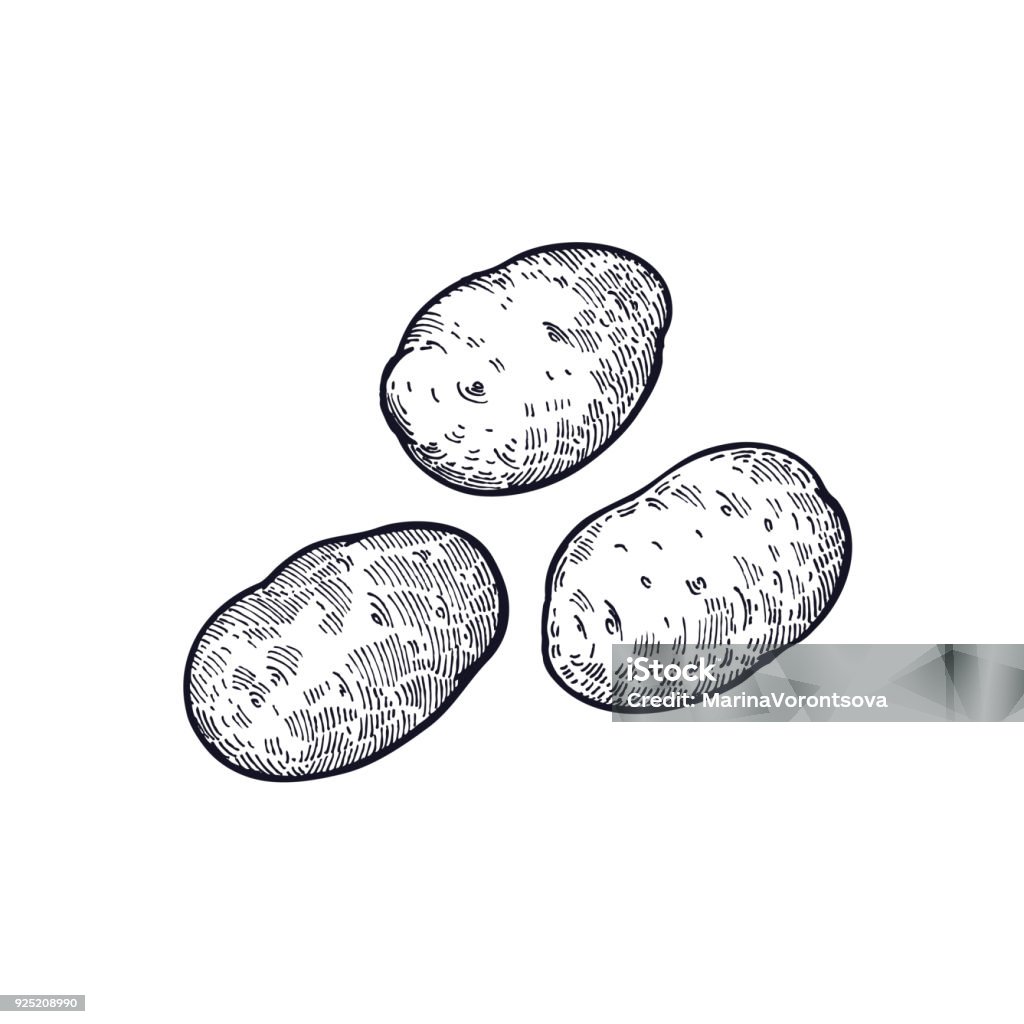 Hand drawing of vegetable Potatoes. Potatoes. Hand drawing of vegetable. Vector art illustration. Isolated image of black ink on white background. Vintage engraving. Kitchen design for decoration recipes, menus, sign shops, markets. Raw Potato stock vector