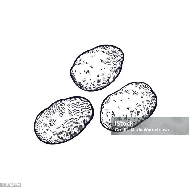 Hand Drawing Of Vegetable Potatoes Stock Illustration - Download Image Now - Raw Potato, Illustration, Vector