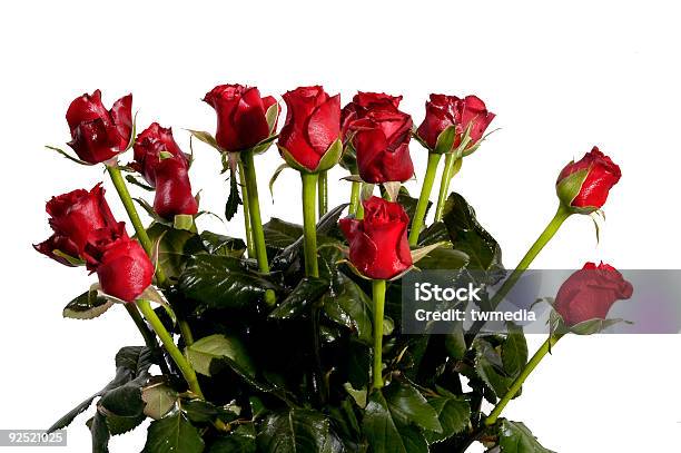 Rosas Foto de stock y más banco de imágenes de Aire libre - Aire libre, Cabeza de flor, Cariñoso