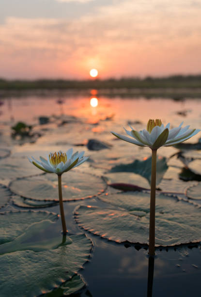 istock Sunrise of double happiness 925210534
