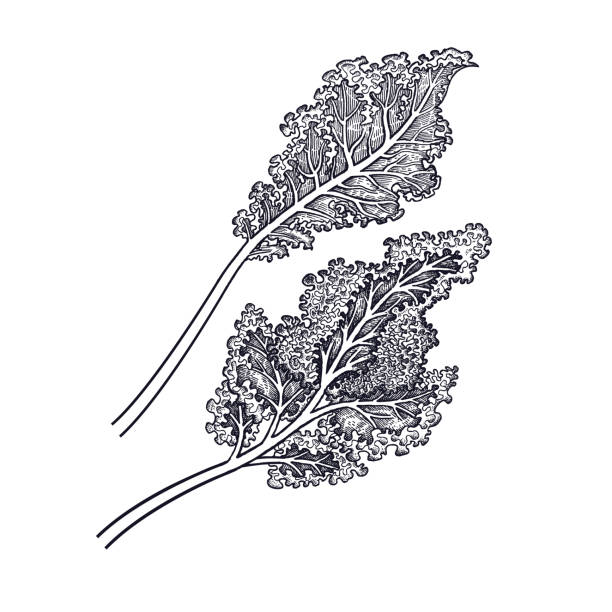 ręcznie rysunek warzyw liść kapusty. - kale stock illustrations