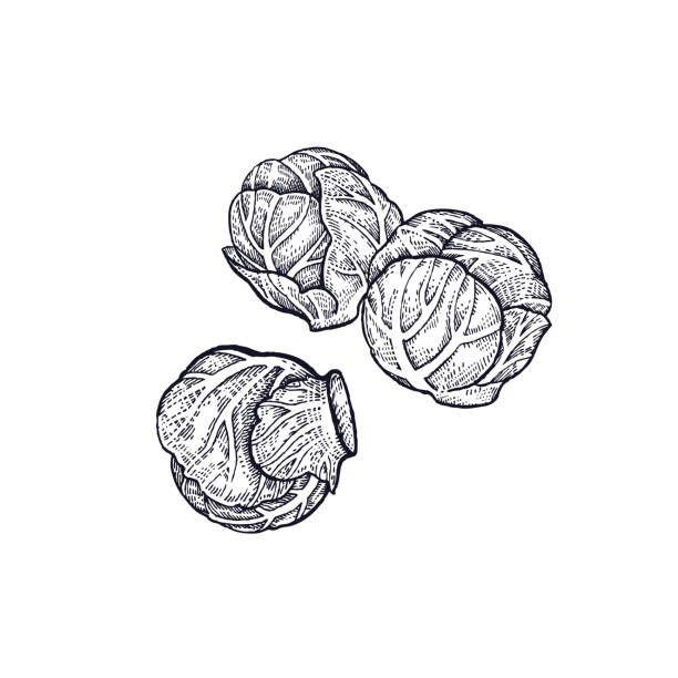 ilustrações de stock, clip art, desenhos animados e ícones de hand drawing of vegetable brussels sprouts. - cauliflower vegetable white isolated