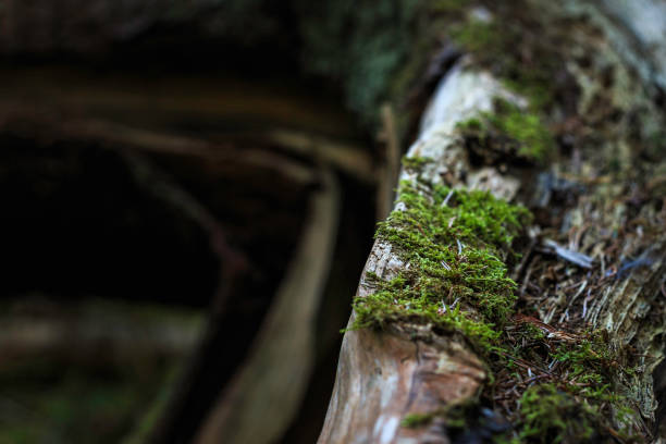 istock close up of branch of moss 925211006