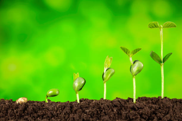 istock business growth:plant growing in soil on green background 925211552