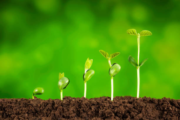 istock business growth:plant growing in soil on green background 925212518