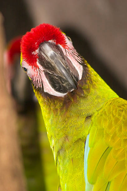 Bird: Macaw, Parrot stock photo