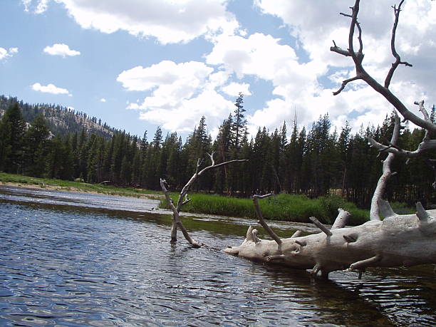 baum in lake - yosemite falls tree branch landscape stock-fotos und bilder