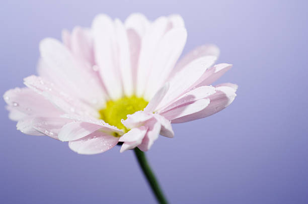 ガーベラ花の浅いフォーカス、パープルの背景 - flower sparse single flower gerbera daisy ストックフォトと画像