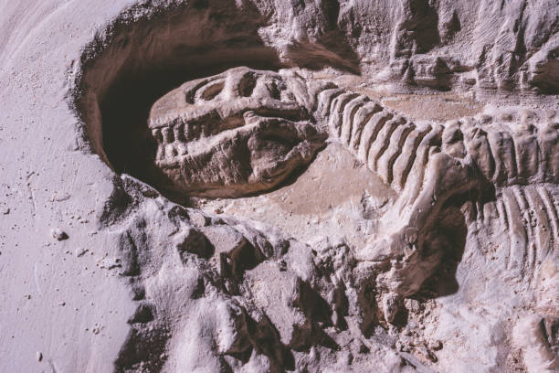 esqueleto de dinosaurio. fósil de tyrannosaurus rex simulador en piedra de la tierra. - dinosaur fossil tyrannosaurus rex animal skeleton fotografías e imágenes de stock