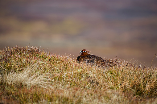 Red Grouse on moorland in March Yorkshire Dales England UK
